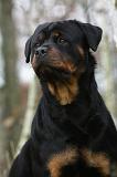 ROTTWEILER 423